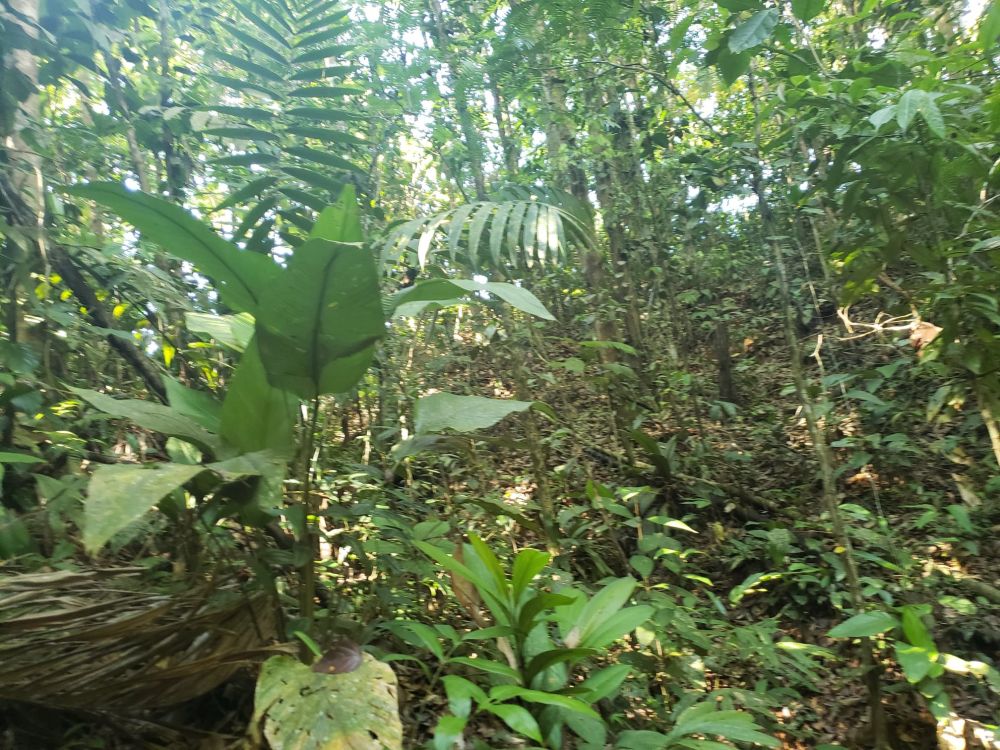 Tierras de cultivo en Venta en , Costa Rica