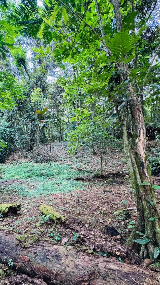 Terreno general en Venta en Guapiles, Costa Rica