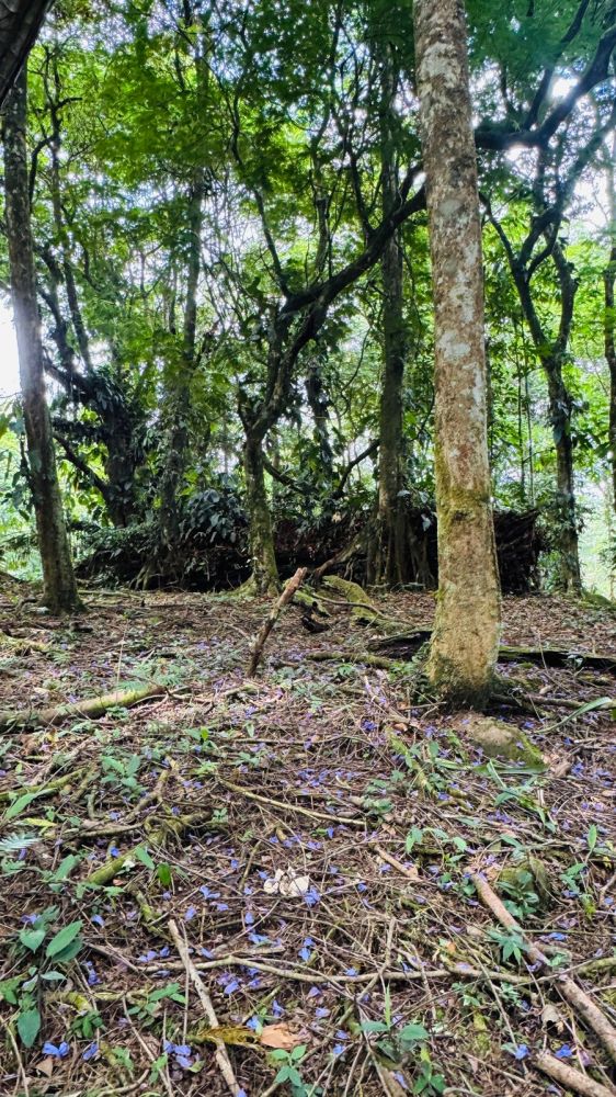 Terreno general en Venta en Guapiles, Costa Rica
