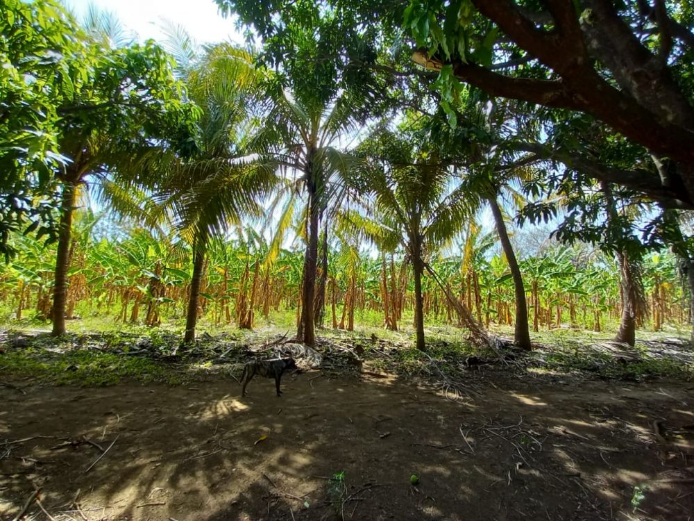 Terreno general en Venta en Managua, Nicaragua